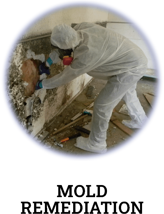 mold remediation and removal services in Paducah
